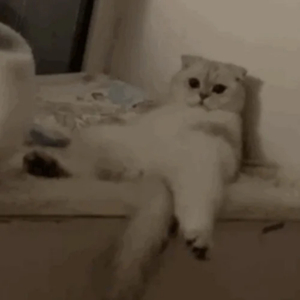 草莓视频在线观看www17c
